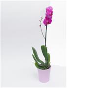 Orchid Phaelanopsis