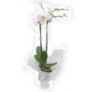 Orchid White Double Stemmed  &amp; Designer Vase