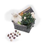 Blanco Teddy ,White Rose Plant and Fougere&#39; Chocs 125g