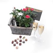 Prosecco, Pink Rose Plant &amp; Belgian Chocolates