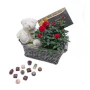 Blanco Teddy, Red Rose Plant and Chocolates 125g