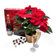 Poinsettia Potted , Moet &amp; Chandon &amp; Chocolates 125g