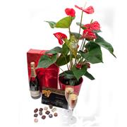 Anthirium Red Potted, Moet &amp; Chandon and Chocolates 125g