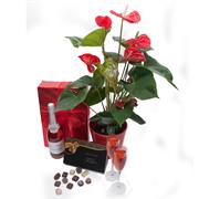 Anthirium Red Potted &amp; Rose&#39; Sparkling Wine &amp; Chocolates 