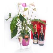 Anthirium Potted and  Moet &amp; Chandon Gift Set 