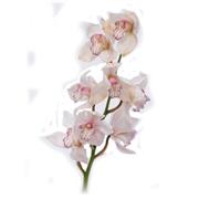 Cymbidium White Orchid Stem