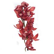 Cymbidium Magenta Red Orchid