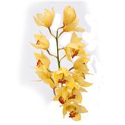 Cymbidium Yellow Orchid Stem